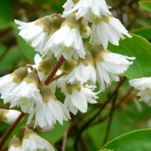 Deutzia scabra | květ
