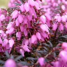 Erica carnea