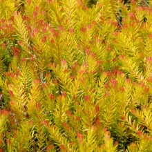 Erica carnea 'Foxhollow'