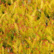 Erica carnea 'Foxhollow'