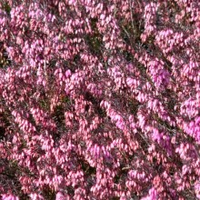 Erica carnea 'Challenger'