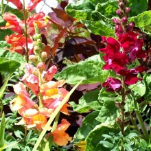 Antirrhinum majus