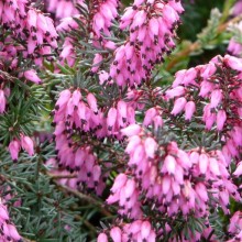 Erica carnea 'Vivellii'