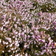 Erica carnea 'Winter Beauty'