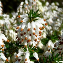 Erica carnea 'Winterheide Weis'