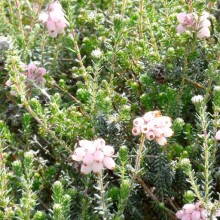 Erica tetralix 'Stone Pink'