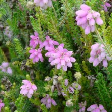 Erica tetralix 'Tina'