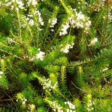Erica vagans 'Lyonesse'