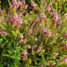Erica vagans 'Mrs D.F. Maxwell'