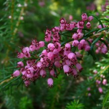 Erica vagans 'Mrs D.F. Maxwell'