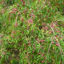 Euonymus europaeus 'Red Cascade'