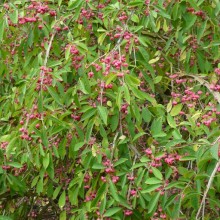 Euonymus europaeus 'Red Cascade'