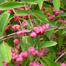 Euonymus europaeus 'Red Cascade'