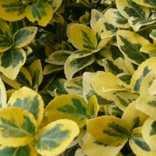 Euonymus fortunei 'Emerald Gold'