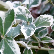 Euonymus fortunei 'Variegatus'