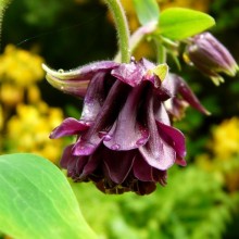 Aquilegia vulgaris