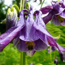 Aquilegia vulgaris