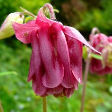 Aquilegia vulgaris