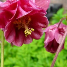 Aquilegia vulgaris