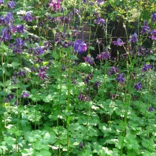 Aquilegia vulgaris