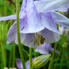 Aquilegia vulgaris