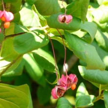 Euonymus latifolius