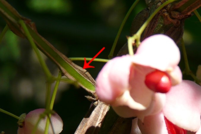 euonymus_phellomanus_korkova_lista.jpg