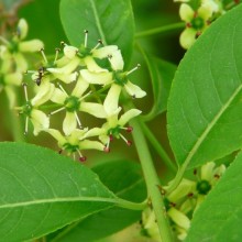 Euonymus phellomanus