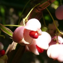 Euonymus phellomanus