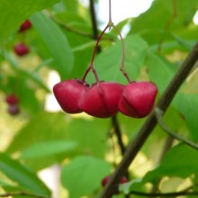 Euonymus planipes