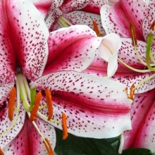 Lilium hybr. 'Dizzy'