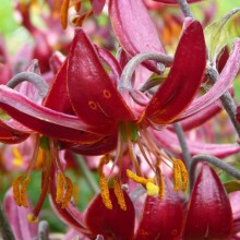 Lilium hybr. 'Marhan'