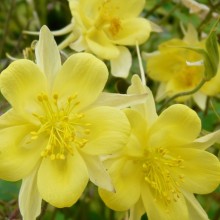 Aquilegia chrysantha 'Yellow Queen'