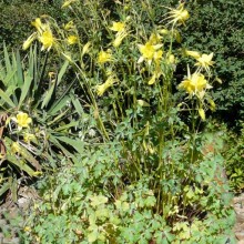 Aquilegia chrysantha 'Yellow Queen'