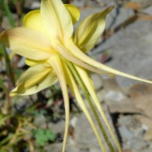 Aquilegia chrysantha 'Yellow Queen'