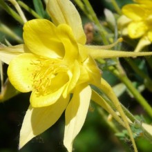 Aquilegia chrysantha 'Yellow Queen'