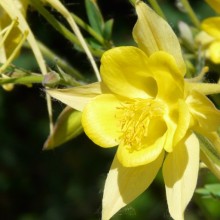 Aquilegia chrysantha 'Yellow Queen'