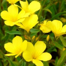 Linum flavum