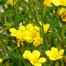 Linum flavum