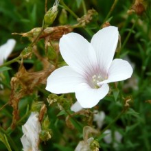 Linum salsoloides