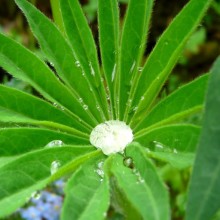 Lupinus polyphyllus