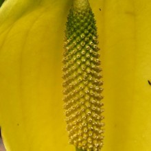 Lysichiton americanus