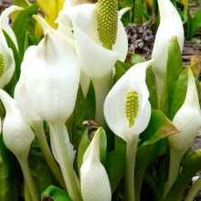 Lysichiton camtschatcensis