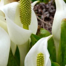Lysichiton camtschatcensis