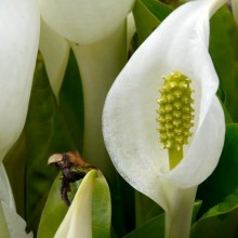 Lysichiton camtschatcensis