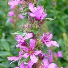 Lythrum salicaria