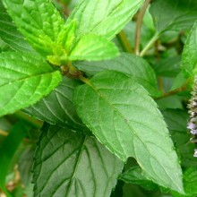 Mentha x piperita