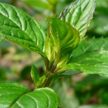Mentha x piperita