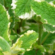 Mentha rotundifolia 'Variegata'