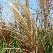 Miscanthus